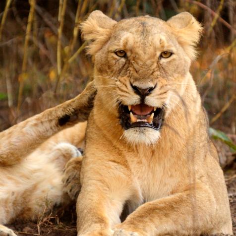 The Gir Forest National Park and Wildlife Sanctuary (also known as Sasan-Gir), is a forest and wildlife sanctuary in Gujarat, India.  It is the sole home of the pure Asiatic Lions (Panthera leo persica).