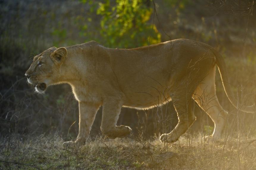 Asiatic lioness in the dry open forests of Gir national park.