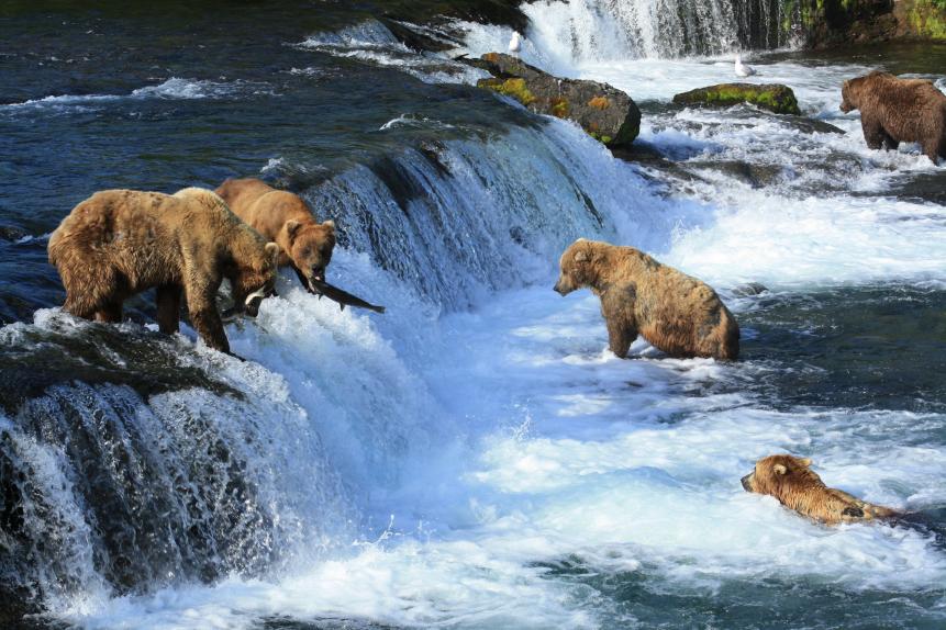 Double catch by two brown bears of Katmai National Park fishing for salmon at Brooks falls.