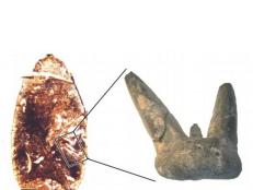 Scientists trace back shark cannibalism to 300 million years ago with evidence found in Canada.