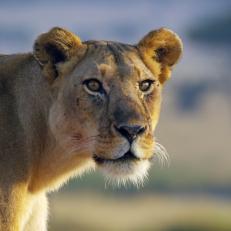 Serengeti Kali Lion