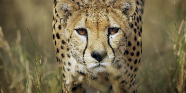 Meet the Animals of Serengeti | Serengeti | Discovery