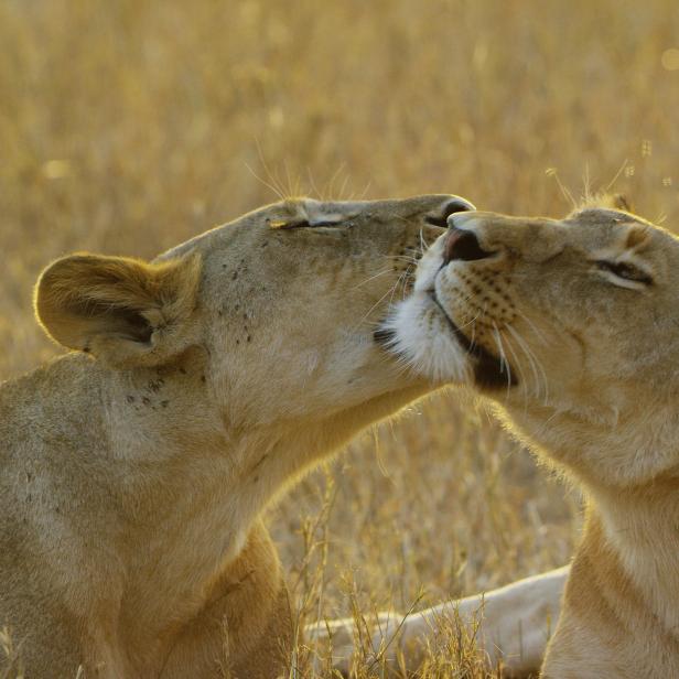 Serengeti Kali lion with sister