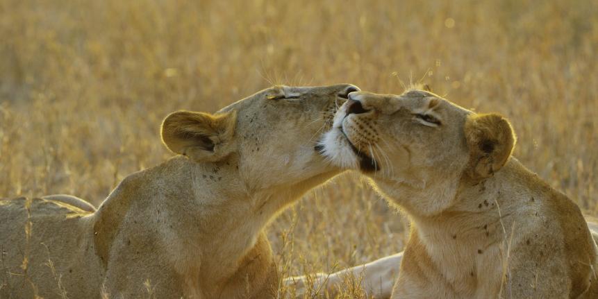 Serengeti Kali lion with sister