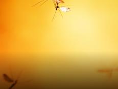 Learn about mosquitoes at Discovery.com