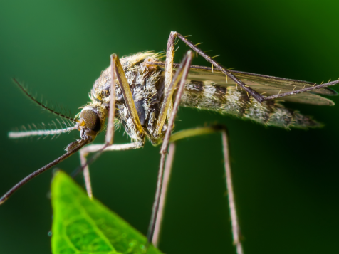 10 Ways to Survive Summer if You’re a Mosquito Magnet