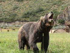 All bear participants are free range captive bears who would die if returned to the wild. Their caretakers are responsible for exercising them as part of a daily routine to ensure their health. Competitions have been designed around the bear’s natural instincts and actions. No bear is ever forced to compete.