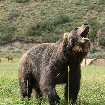 Boomer vs. Millennial, Man Vs Bear