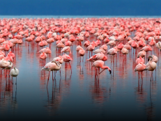 Learn about flamingos at discovery.com