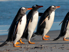 Penguins swim with speed and grace, but on land, they're an adorable mess, heaving their portly bodies to and fro to shuffle one stubby little leg in front of the other. Well, don't be so quick to judge; that cartoonish walk is actually among the most efficient in the animal kingdom. It's even more efficient than yours.