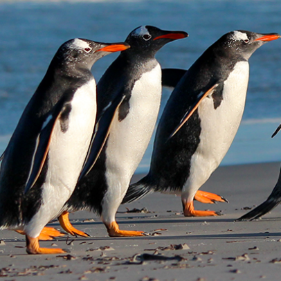 A Penguin S Waddle Is More Efficient Than Your Walk Who S Laughing Now Latest Science News And Articles Discovery
