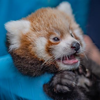 Twin Red Panda Cubs Born At Chester Zoo Nature And Wildlife Discovery