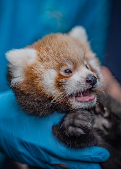 can you have a red panda as a pet in california