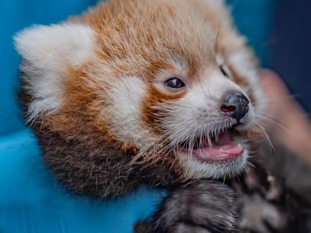 Twin Red Panda Cubs Born at Chester Zoo | Nature and Wildlife | Discovery