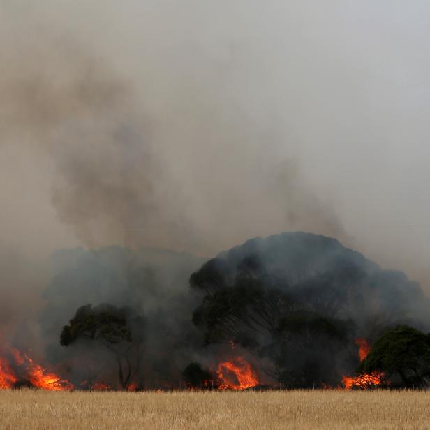 KANGAROO ISLAND, AUSTRALIA - JANUARY 11: The Morris family and CFS firefighters battle bushfires at the edge of their farm on January 11, 2020 in Karatta, Australia.  Currently 212,000 hectares of land has been burnt and over 100,000 sheep stock lost, along with countless wildlife and fauna due to the devastating bushfires which began burning on January 4th. The fires have claimed two lives and at least 56 homes with the town of Kingscote cut off as the Country Fire Service (CFS) continues to battle a number of out-of-control blazes. Roads out of Kingscote, on the island's north-east, are closed due to a watch and act warning.   (Photo by Lisa Maree Williams/Getty Images)