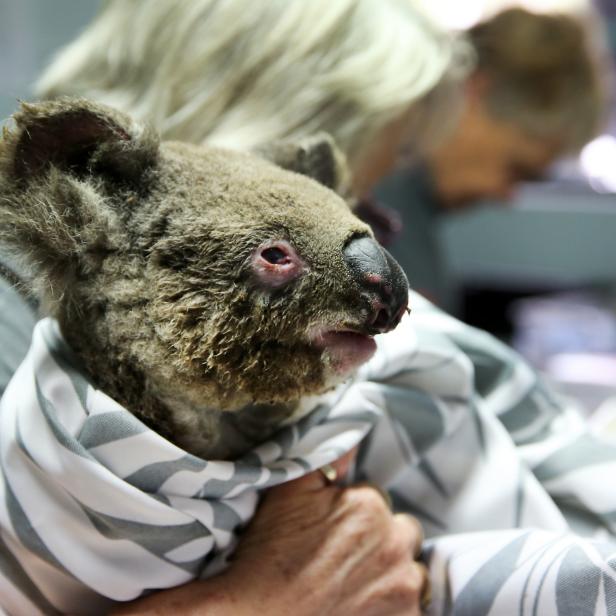 PORT MACQUARIE, AUSTRALIA - NOVEMBER 29: A koala named Rose from Thrumster recovers from burns at The Port Macquarie Koala Hospital on November 29, 2019 in Port Macquarie, Australia. Volunteers from the Koala Hospital have been working alongside National Parks and Wildlife Service crews searching for koalas following weeks of devastating bushfires across New South Wales and Queensland. Koalas rescued from fire grounds have been brought back to the hospital for treatment. An estimated million hectares of land has been burned by bushfire across Australia following catastrophic fire conditions in recent weeks, killing an estimated 1000 koalas along with other wildlife. (Photo by Nathan Edwards/Getty Images)
