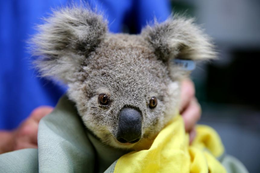 PORT MACQUARIE, AUSTRALIA - NOVEMBER 29: A koala named Pete from Pappinbarra at The Port Macquarie Koala Hospital on November 29, 2019 in Port Macquarie, Australia. Volunteers from the Koala Hospital have been working alongside National Parks and Wildlife Service crews searching for koalas following weeks of devastating bushfires across New South Wales and Queensland. Koalas rescued from fire grounds have been brought back to the hospital for treatment. An estimated million hectares of land has been burned by bushfire across Australia following catastrophic fire conditions in recent weeks, killing an estimated 1000 koalas along with other wildlife. (Photo by Nathan Edwards/Getty Images)