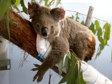 The wildfires in Australia continue to spread across the country—destroying homes, forests, animals, and anything in its path.