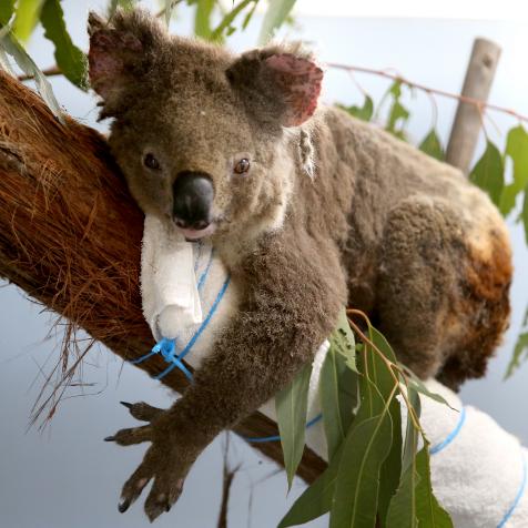 PORT MACQUARIE, AUSTRALIA - NOVEMBER 29: Female koala Anwen recovers from burns at The Port Macquarie Koala Hospital on November 29, 2019 in Port Macquarie, Australia. Volunteers from the Koala Hospital have been working alongside National Parks and Wildlife Service crews searching for koalas following weeks of devastating bushfires across New South Wales and Queensland. Koalas rescued from fire grounds have been brought back to the hospital for treatment. An estimated million hectares of land has been burned by bushfire across Australia following catastrophic fire conditions in recent weeks, killing an estimated 1000 koalas along with other wildlife. (Photo by Nathan Edwards/Getty Images)