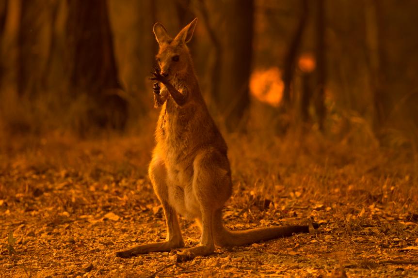 A wallaby licks its burnt paws after escaping a bushfire on the Liberation Trail near the township of Nana Glen on the Mid North Coast of NSW, November 12, 2019. (Photo by Wolter Peeters/The Sydney Morning Herald via Getty Images)