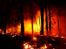 Help Discovery support victims and animals affected by devastating bushfires.