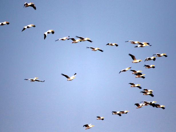 How The Mediterranean Became a Corridor of Death for Birds | Nature and ...