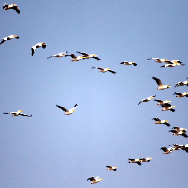 Migratory Pelicans Bird's fly over a Anasagar lake in Ajmer, India on 01 Jan 2020. (Photo by STR/NurPhoto via Getty Images)