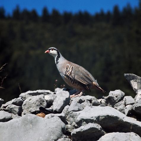UNSPECIFIED - CIRCA 2003: Rock Partridge (Alectoris graeca), Phasianidae. (Photo by DeAgostini/Getty Images)