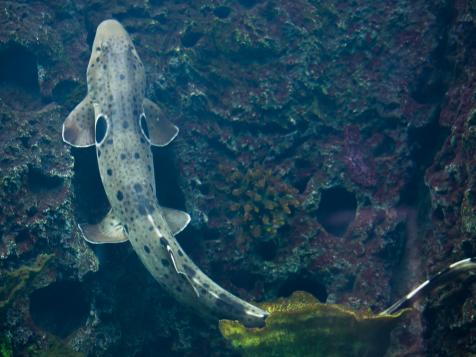 New Walking Shark Species Discovered