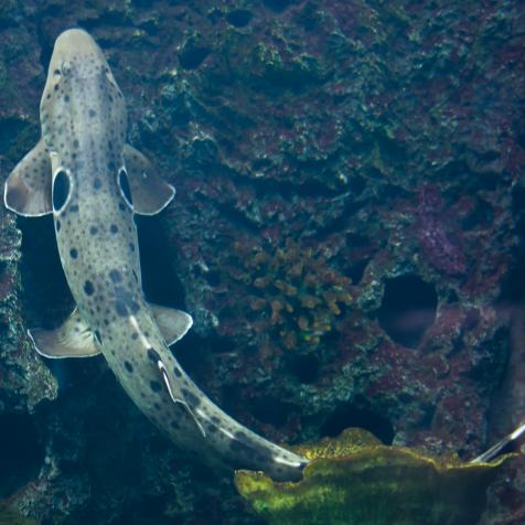Epaulette shark (Hemiscyllium ocellatum). Marine fish.