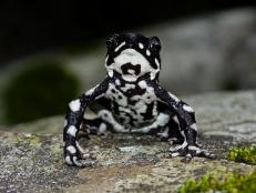 A Harlequin Toad that was lost to science for nearly three decades has emerged from the jungle.