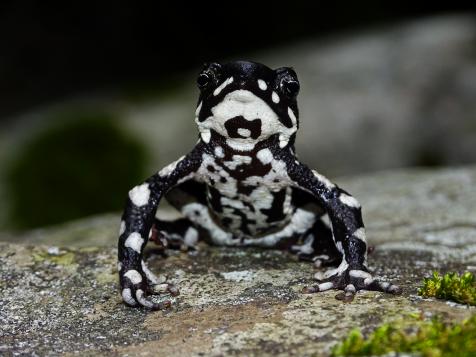 atelopus frog poisonous