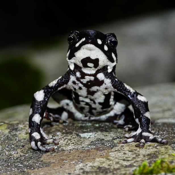 Starry Night Harlequin Toad (Atelopus aryescue)