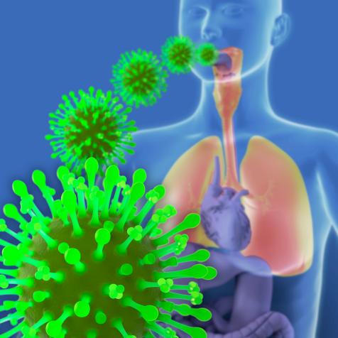 Flu infection, computer artwork. Influenza virus particles entering the lungs.