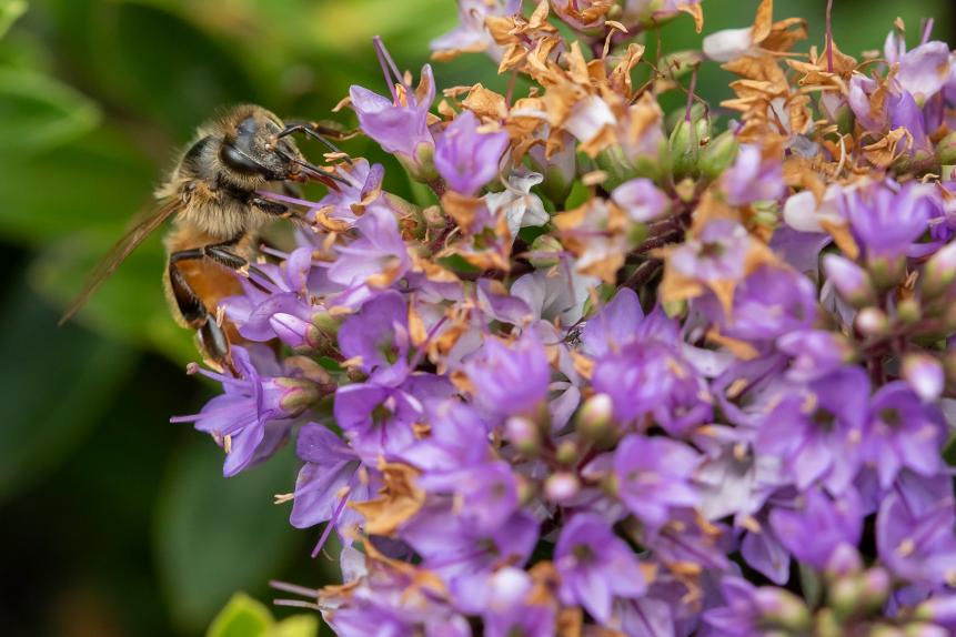 A honey bee collects nectar from a blossom in a garden in Lincoln, New Zealand on November 05, 2019. The Earthwatch Institute concluded in the last debate of the Royal Geographical Society of London, that bees are the most important living being on the planet.Â  However, bees have already entered into extinction risk according to scientists. (Photo by Sanka Vidanagama/NurPhoto via Getty Images)