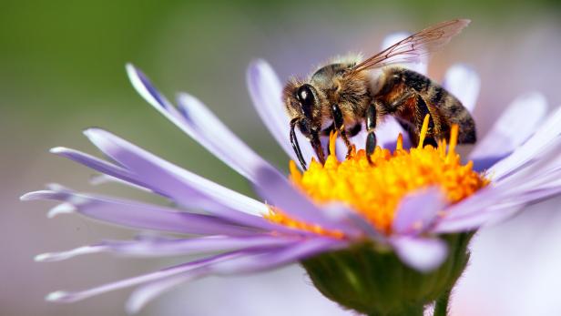 Download Scientists Have Decoded The Universal Language Of Honey Bees Latest Science News And Articles Discovery