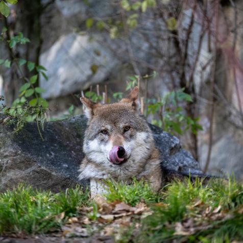 Portrait of grey wolf (Canis lupus Linnaeus) licks himself hungry. Tyrol, Austria(Osterreich)