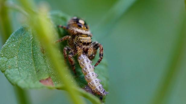 Spiders are threatened by climate change – and even the biggest  arachnophobes should be worried
