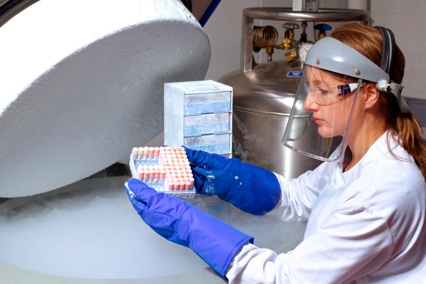 Scientist removing human cells from liquid nitrogen storage