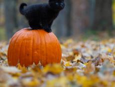 October 27 is National Black Cat Day! In honor of that, here's how we can protect our pets on the scariest day of the year, Halloween!