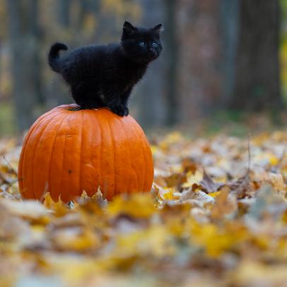 Cute black kitten sitting on an orange pumpkin in the woods at Halloween