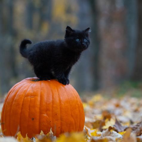 Cute black kitten sitting on an orange pumpkin in the woods at Halloween