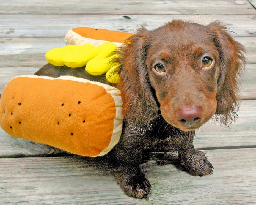 Brown wet dachshund hot dog puppy.