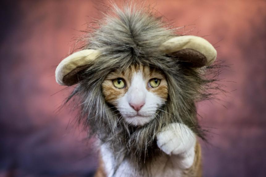 Lion Costume for Cats