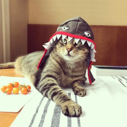 Cat dressed as a shark for Halloween.