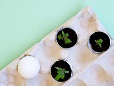 Small tomato sprout in egg shell near uncracked egg in box on green background