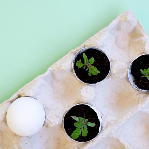Small tomato sprout in egg shell near uncracked egg in box on green background