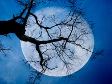 Full moon between branches with blue sky in background