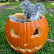 This koala bear really knows how to celebrate Halloween