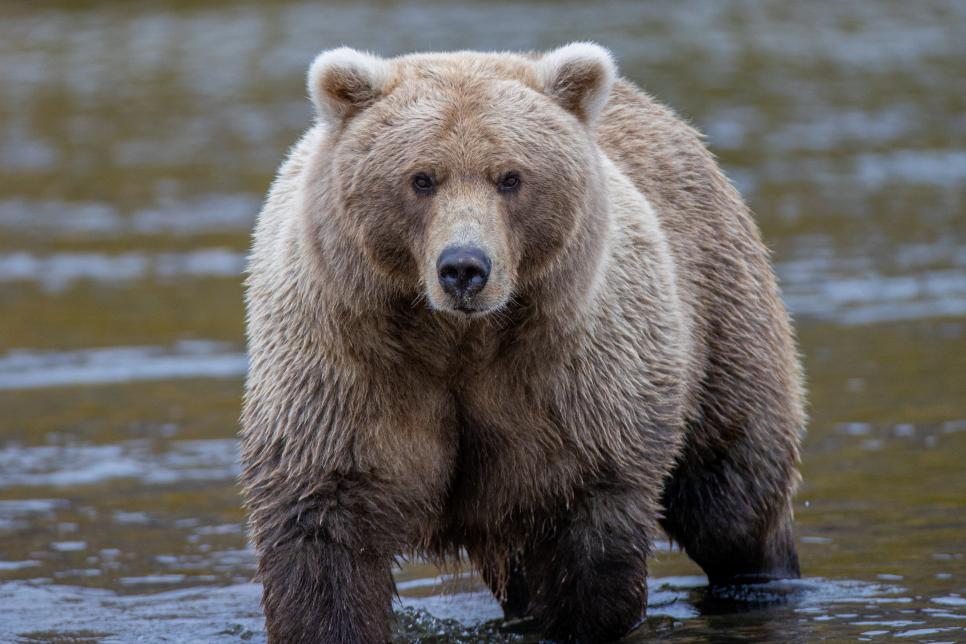 Fat Bear at Katmai National Park and Preserve